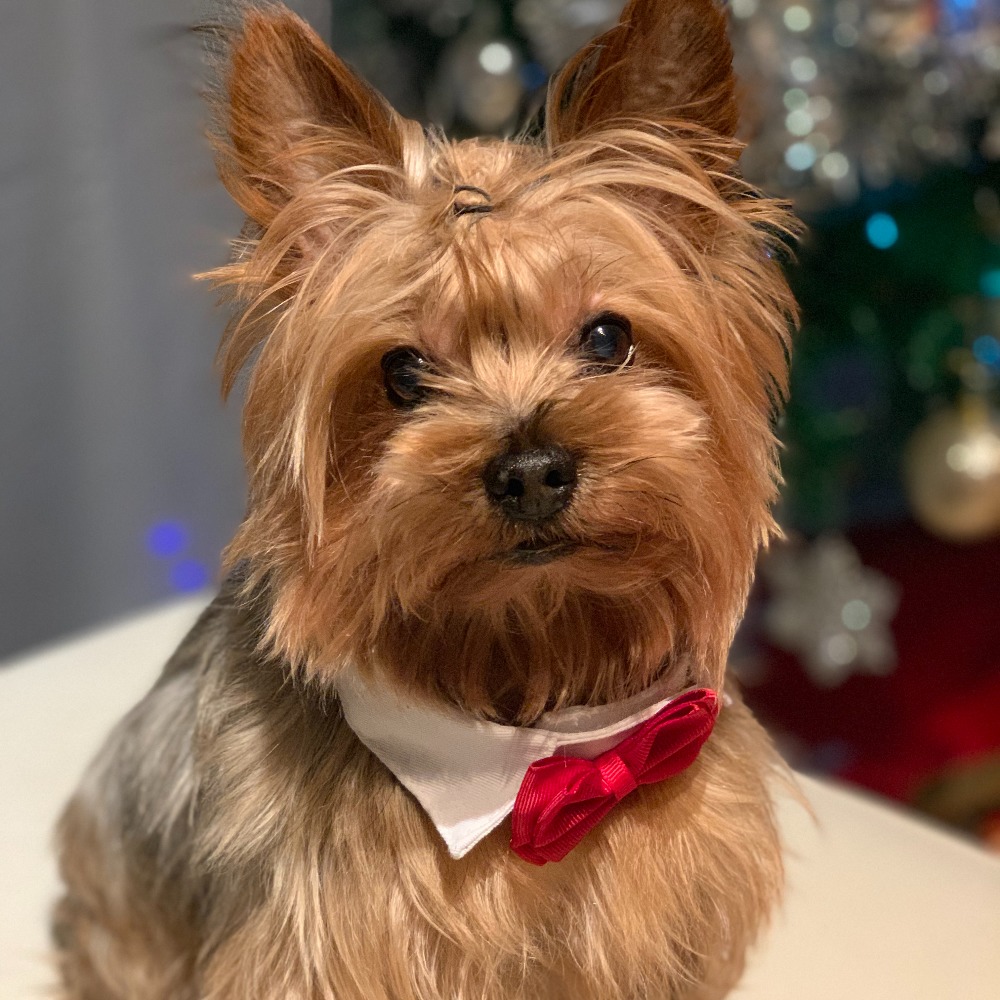 Meet your Posher, Helen